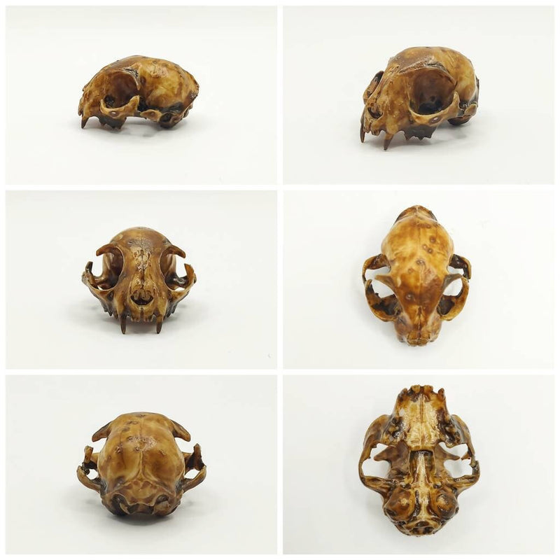 Cat Skull Replica - 1:6 Scale