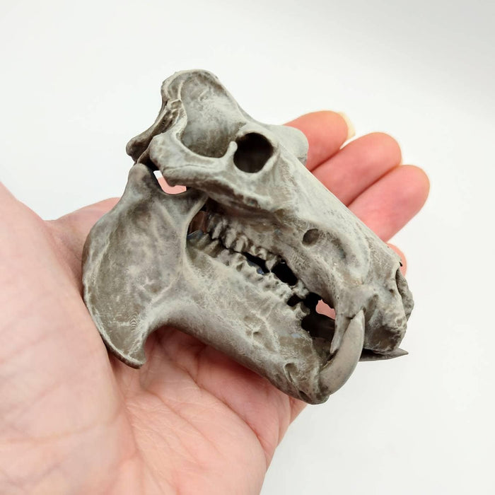 Hippo Skull Replica (Field Bones #37: Africa) 1:12 Scale Hippopotamus for diorama, miniature horror scenes,  dollhouse, curio cabinet (1 skull)