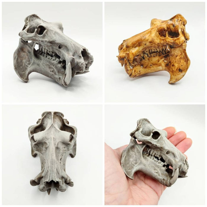 Hippo Skull Replica (Field Bones #37: Africa) 1:12 Scale Hippopotamus for diorama, miniature horror scenes,  dollhouse, curio cabinet (1 skull)