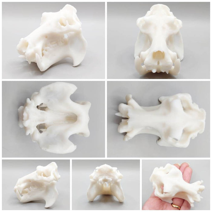 Hippo Skull Replica (Field Bones #37: Africa) 1:12 Scale Hippopotamus for diorama, miniature horror scenes,  dollhouse, curio cabinet (1 skull)