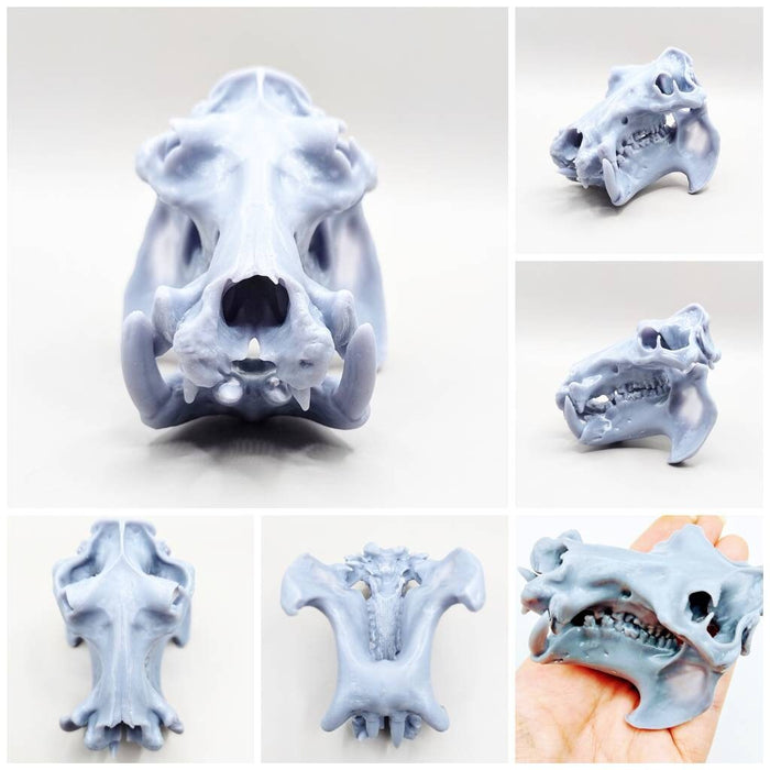 Hippo Skull Replica (Field Bones #37: Africa) 1:12 Scale Hippopotamus for diorama, miniature horror scenes,  dollhouse, curio cabinet (1 skull)