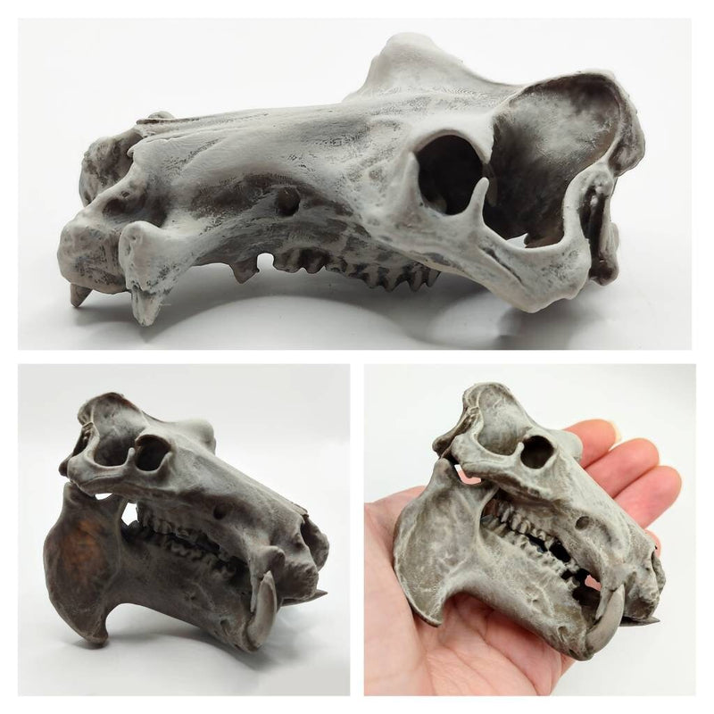Hippopotamus Skull Replica - 1:12 Scale