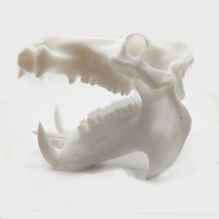 Hippo Skull Replica (Field Bones #37: Africa) 1:12 Scale Hippopotamus for diorama, miniature horror scenes,  dollhouse, curio cabinet (1 skull)