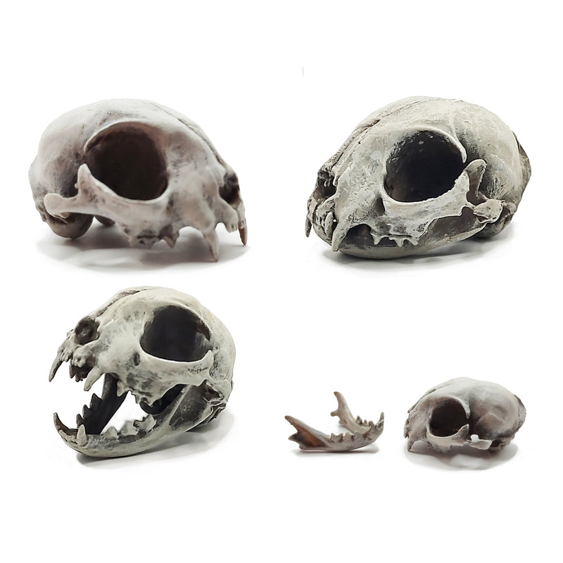 Cat Skull Replica - 1:6 Scale