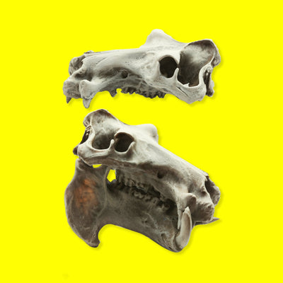Hippo Skull Replica (Field Bones #37: Africa) 1:12 Scale Hippopotamus for diorama, miniature horror scenes,  dollhouse, curio cabinet (1 skull)