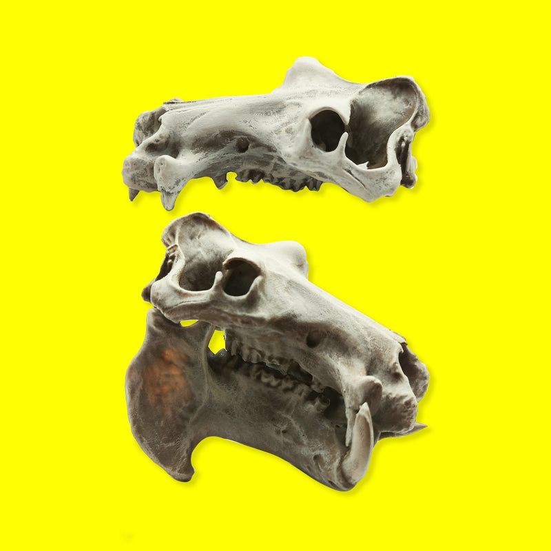 Hippopotamus Skull Replica - 1:12 Scale