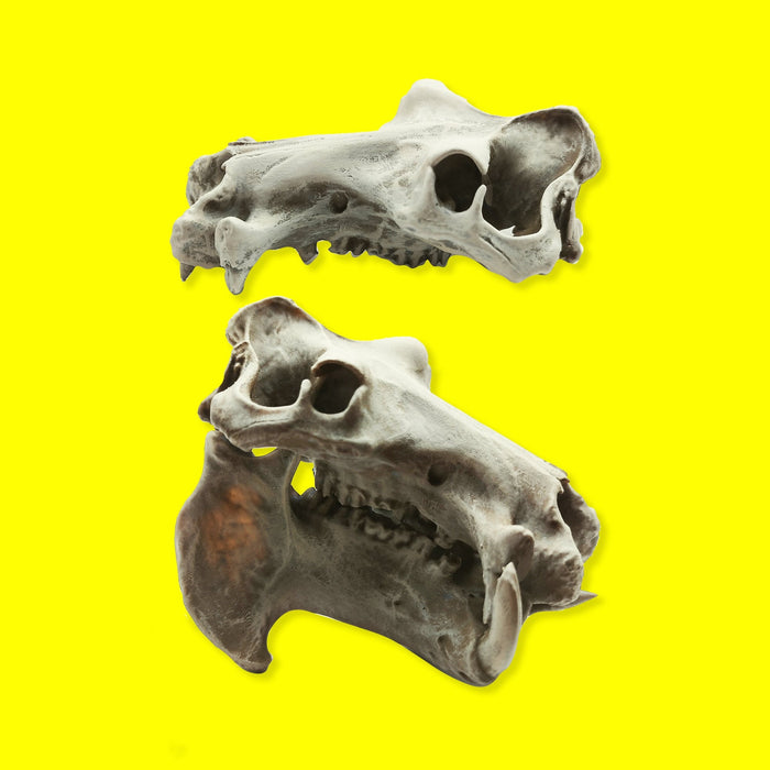 Hippo Skull Replica (Field Bones #37: Africa) 1:12 Scale Hippopotamus for diorama, miniature horror scenes,  dollhouse, curio cabinet (1 skull)