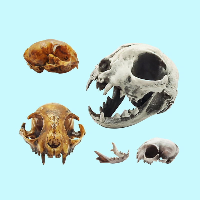 Cat Skull Replica - 1:6 Scale