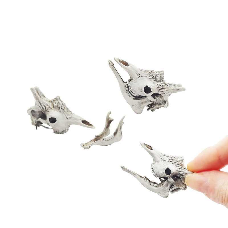 Giraffe Skull Replica - 1:12 Scale