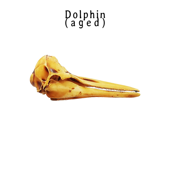 Right Whale Dolphin Skull Replica - 1:12 Scale