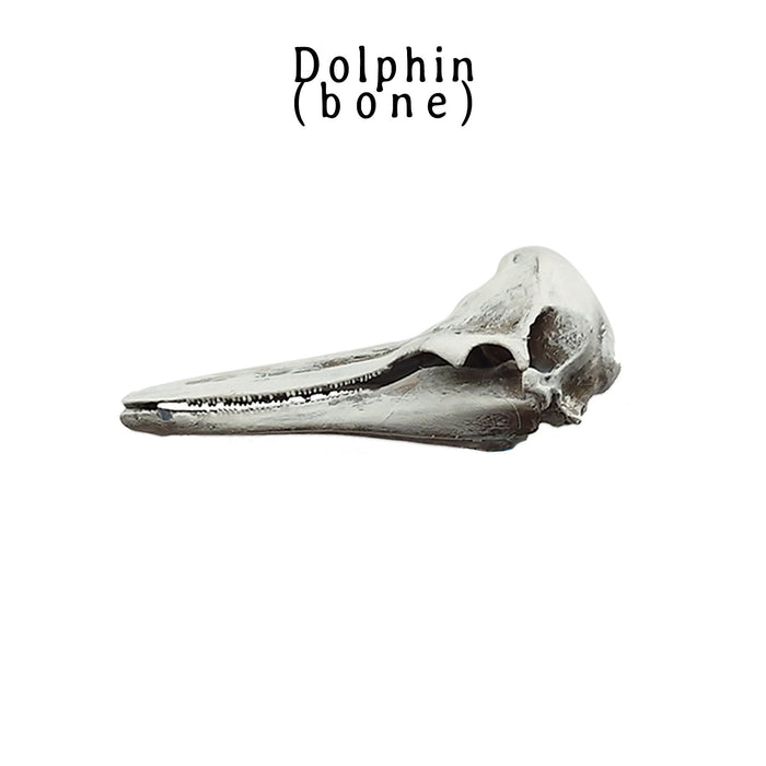 Right Whale Dolphin Skull Replica - 1:12 Scale