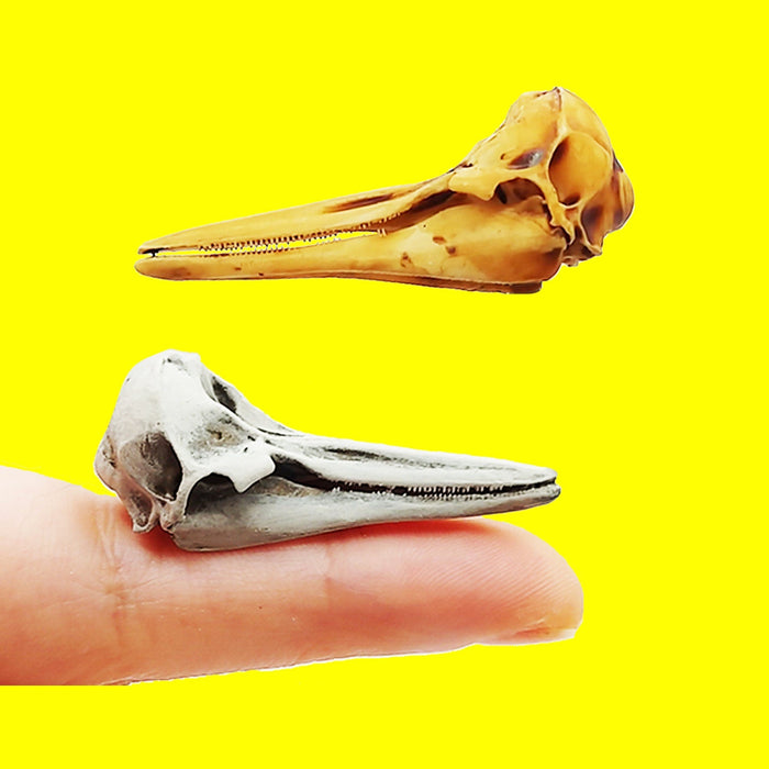 Right Whale Dolphin Skull Replica - 1:12 Scale