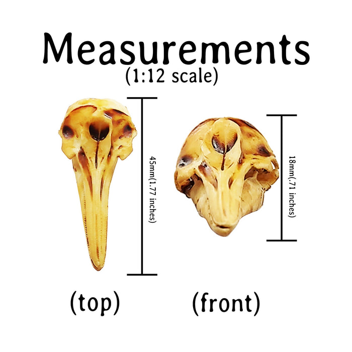 Right Whale Dolphin Skull Replica - 1:12 Scale