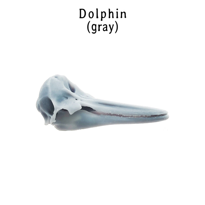 Right Whale Dolphin Skull Replica - 1:12 Scale
