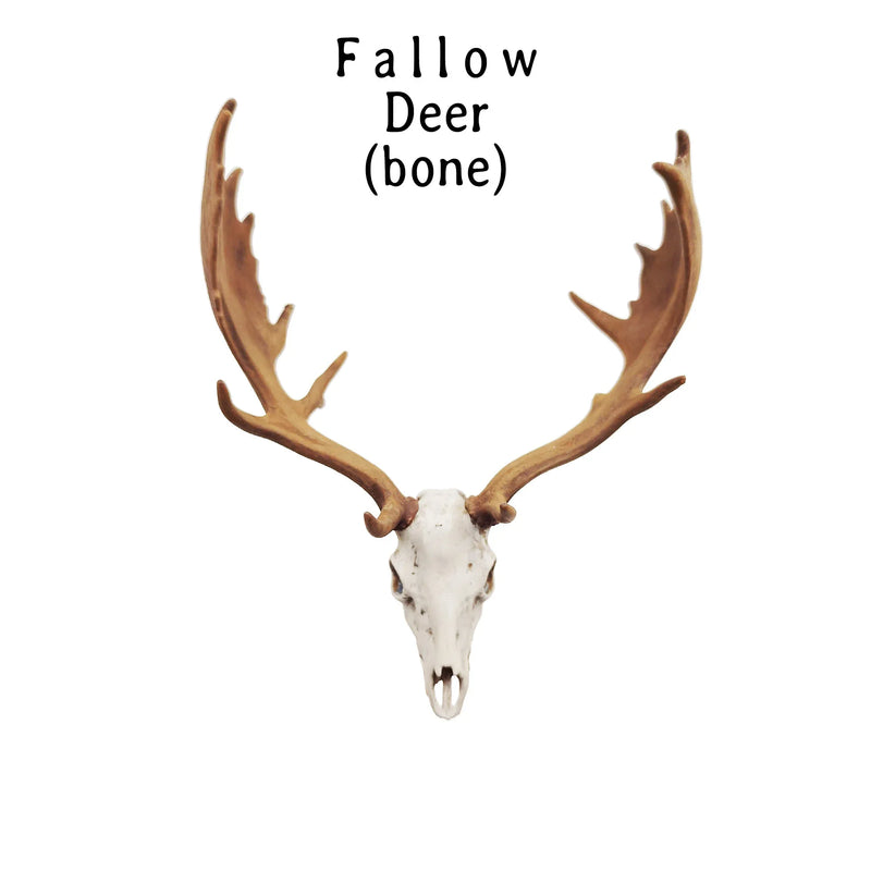 Fallow Deer Skull Replica - 1:12 Scale