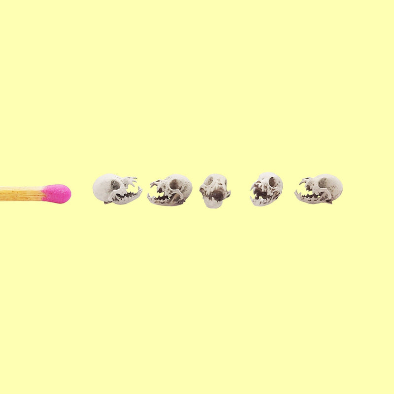 Chihuahua Skull Replica - 1:12 Scale (Set of 5)