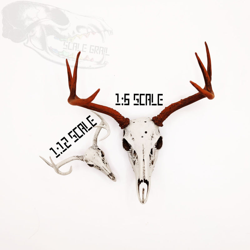White-Tailed Deer Skull with Antlers Replica - 1:6 Scale