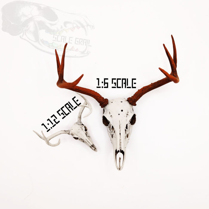 White-Tailed Deer Skull with Antlers Replica - 1:6 Scale