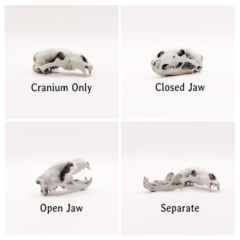 Polar Bear Skull Replica
