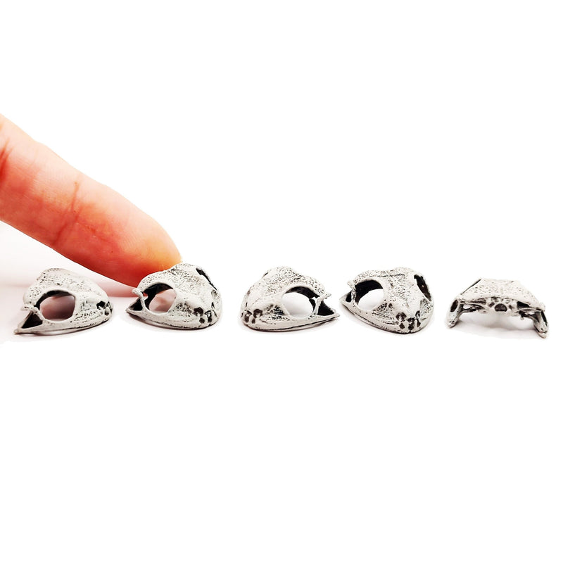 Cuban Tree Frog Skull Replica - 1:6 Scale (Set of 5)