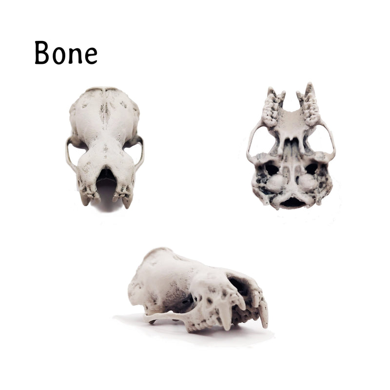 Greater Noctule Bat Skull Replica - Full Scale