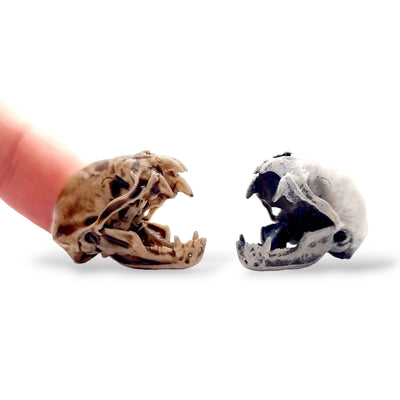 Vampire Bat Skull (Field Bones #26: South America) - cruelty free replica skull 6mm - 25mm - 1:1 Scale and MM cranium , Art and Craft supplies miniature bat tiny