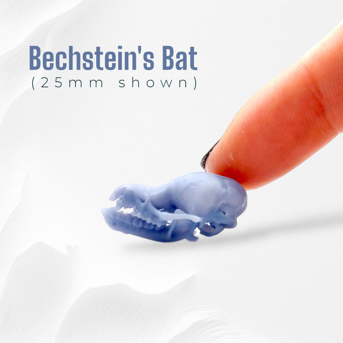 Bechstein's Bat Skull Replica - Open Jaw - 1:1 Scale