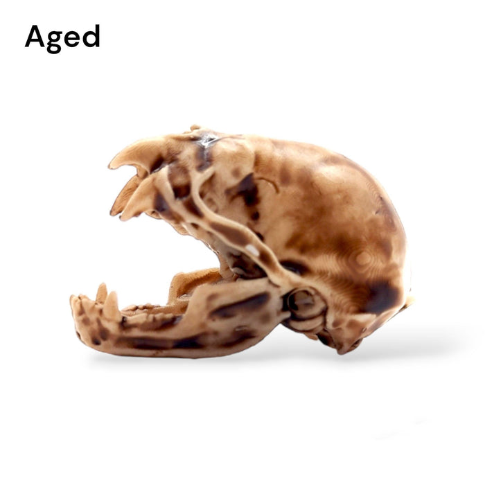 Vampire Bat Skull Replica - 1:1 Scale