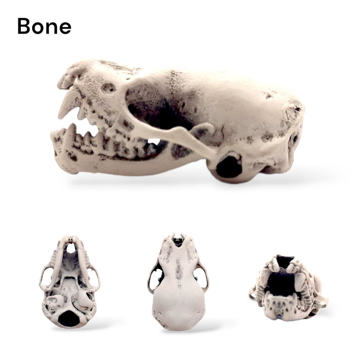 Northern Bat Skull Replica - Open Jaw - 1:1 Scale