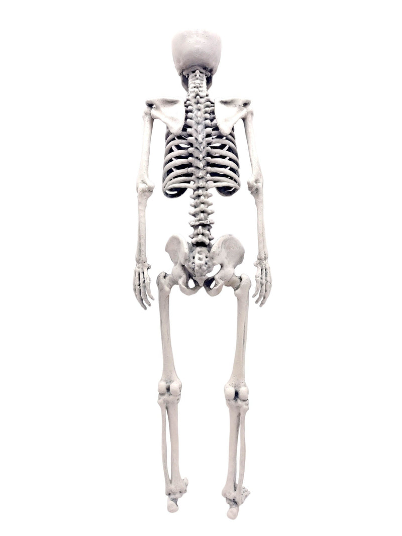 Human Skeleton Replica - 1:6 Scale
