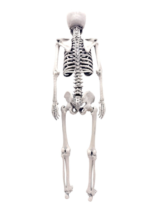 Human Skeleton Replica - 1:6 Scale