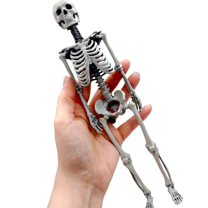 Human Skeleton Replica - 1:6 Scale