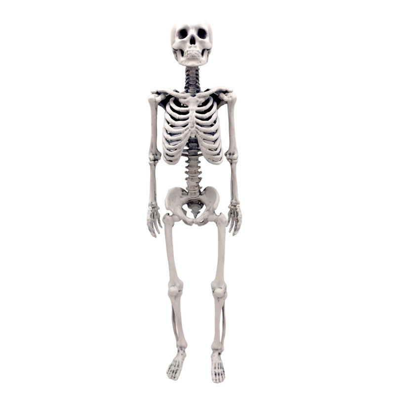 Human Skeleton Replica - 1:6 Scale