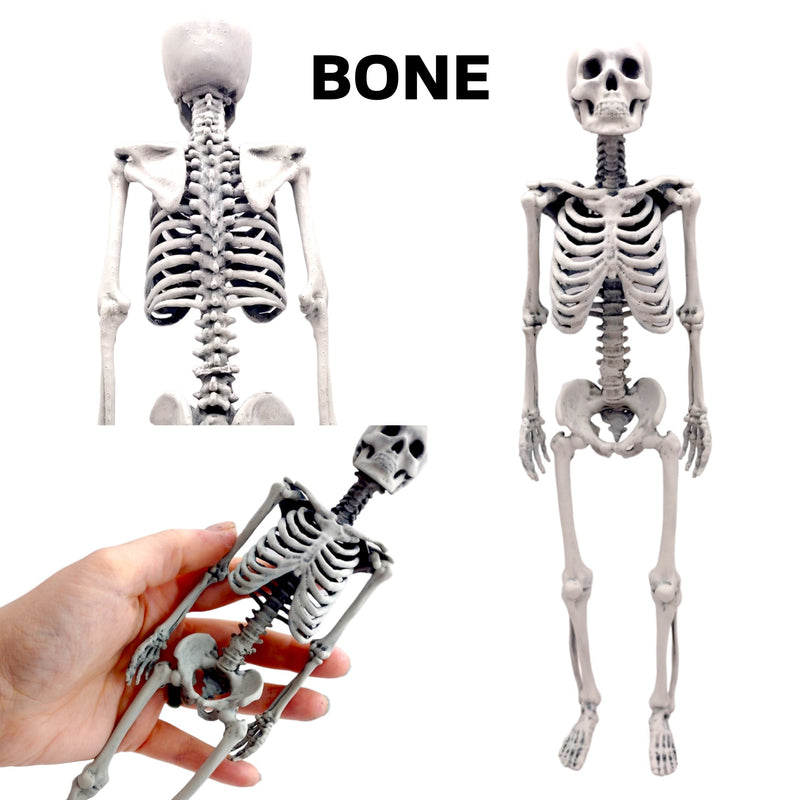 Human Skeleton Replica - 1:6 Scale