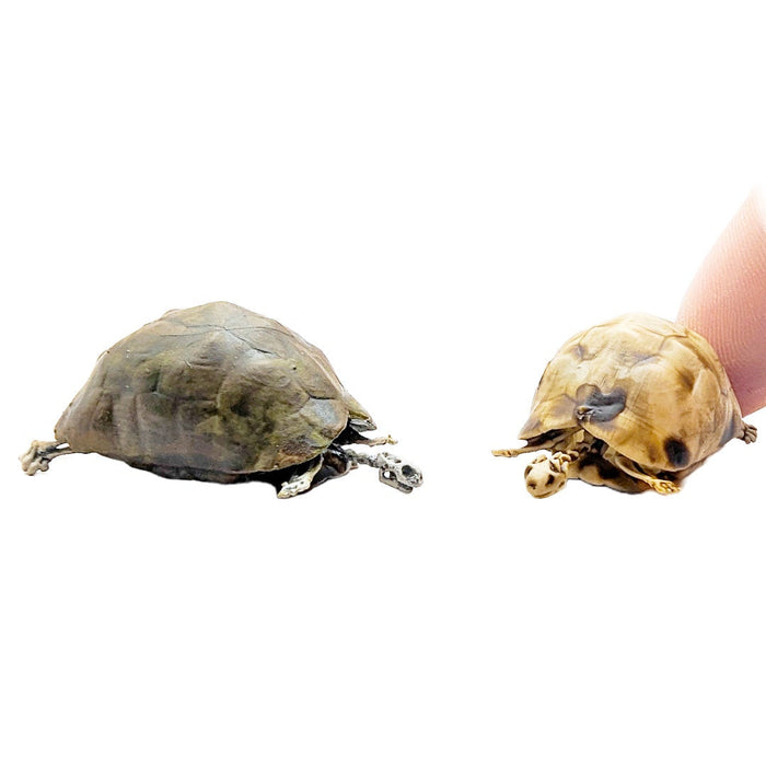Tortoise Skeleton (Field Bones #27: Africa) 1:12 scale miniature for horror diorama, dollhouse, tabletop arts and crafts, replica curiosities oddities (1 skeleton)