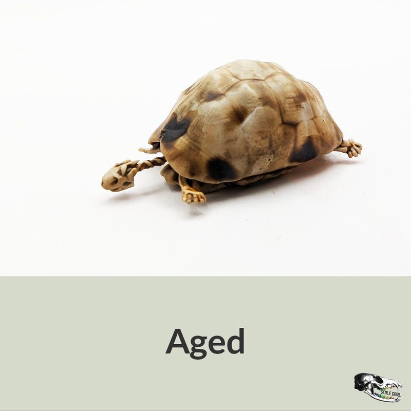 Tortoise Skeleton Replica - 1:12 Scale