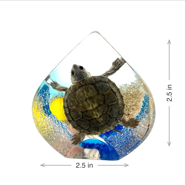 Real Turtle Teardrop Shape Paperweight