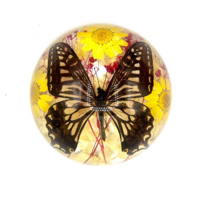 Real Butterfly in Acrylic Half-dome with Flowers