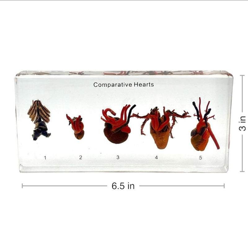 Real Comparative Hearts in Acrylic Paperweight