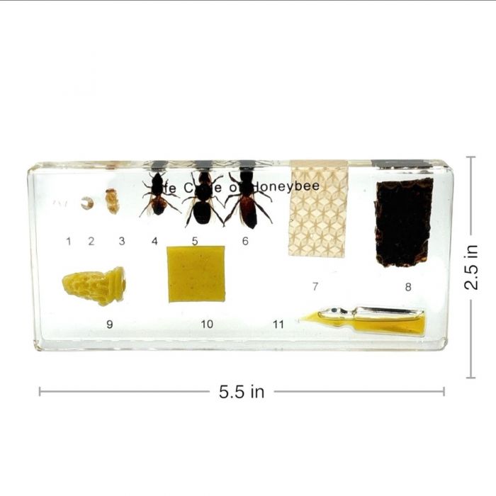 Real Honey Bee Life Cycle Paperweight