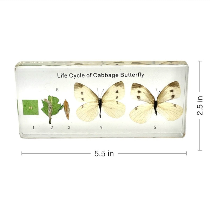 Real Cabbage Butterfly Life Cycle Paperweight