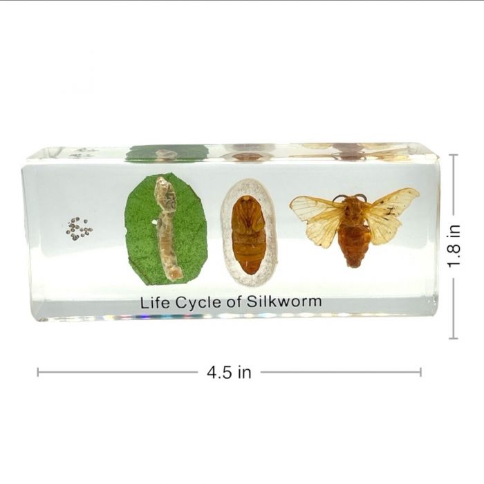 Real Life Cycle of Silkworm in Acrylic