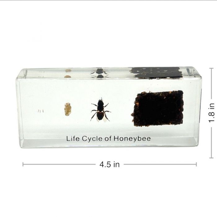 Real Honey Bee Life Cycle Paperweight