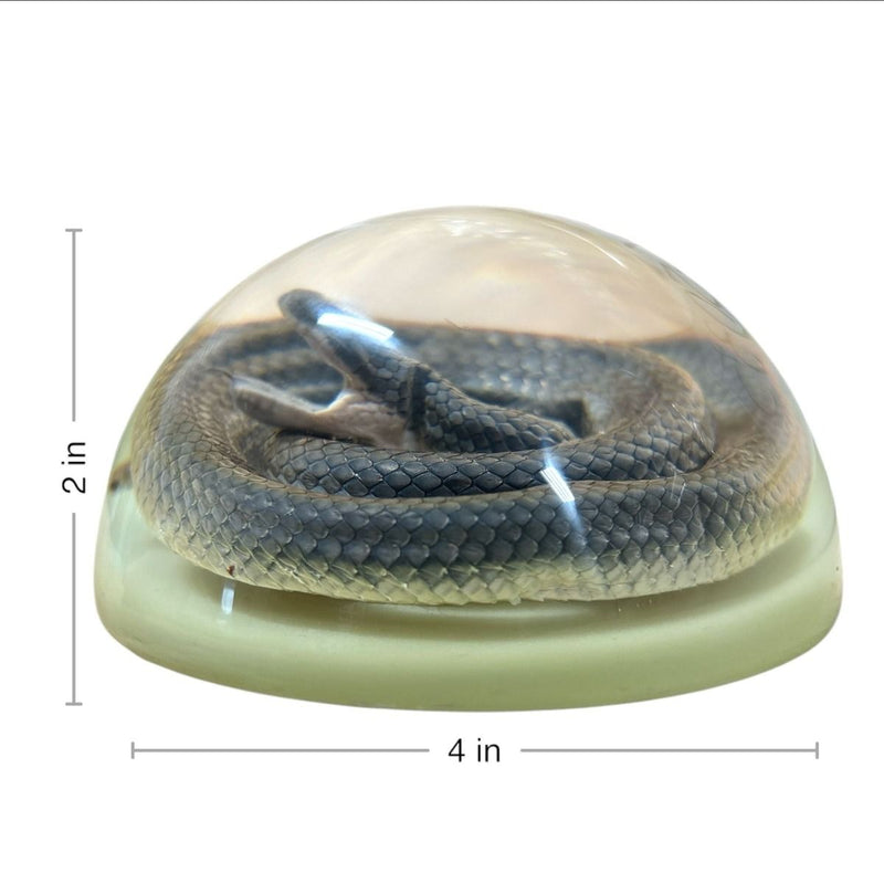 Real Snake in Acrylic Half-dome