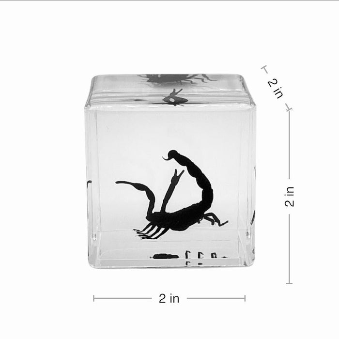 Real Black Scorpion Cube Paperweight