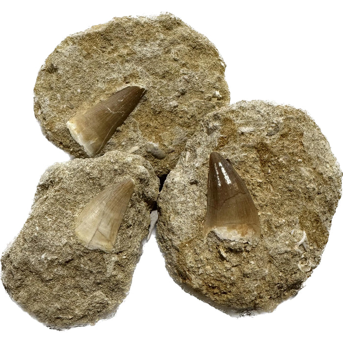 Mosasaur Tooth Fossil in Matrix