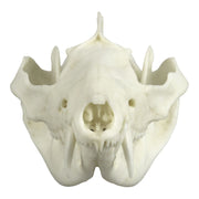 Replica American Opossum Skull - Economy