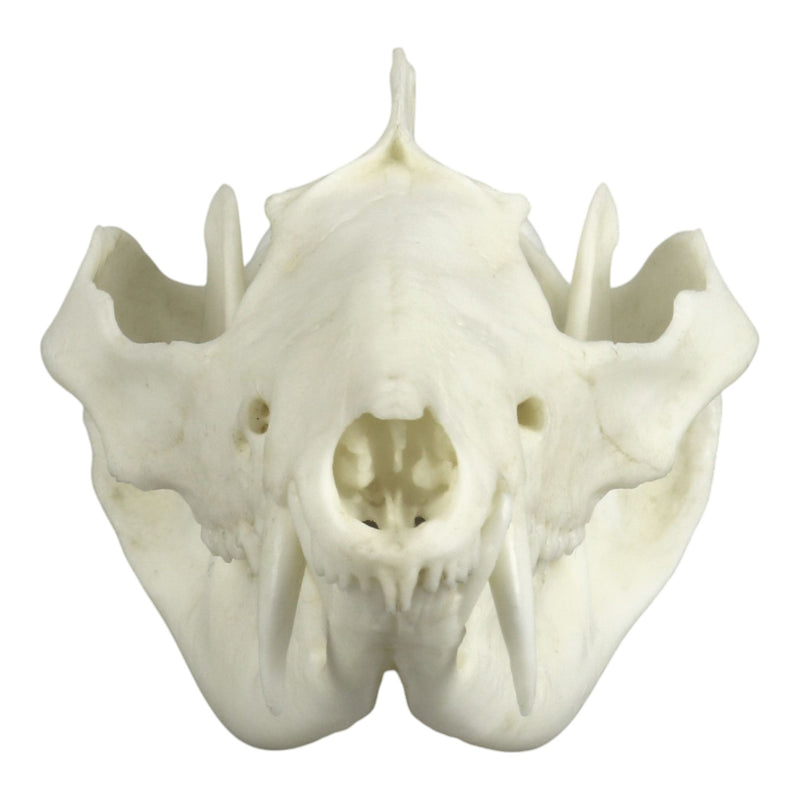 Replica American Opossum Skull - Economy