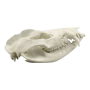 Replica American Opossum Skull - Economy