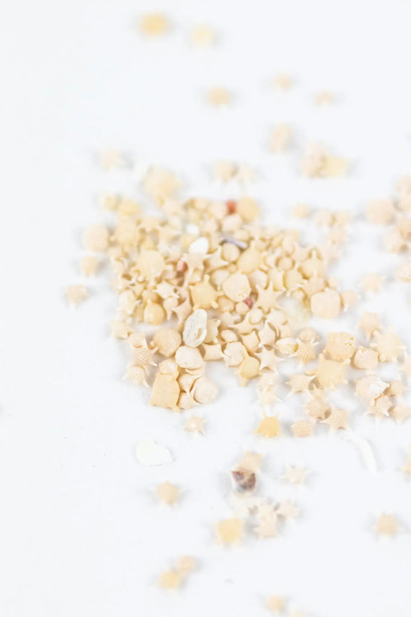 Japanese Star Sand Specimen